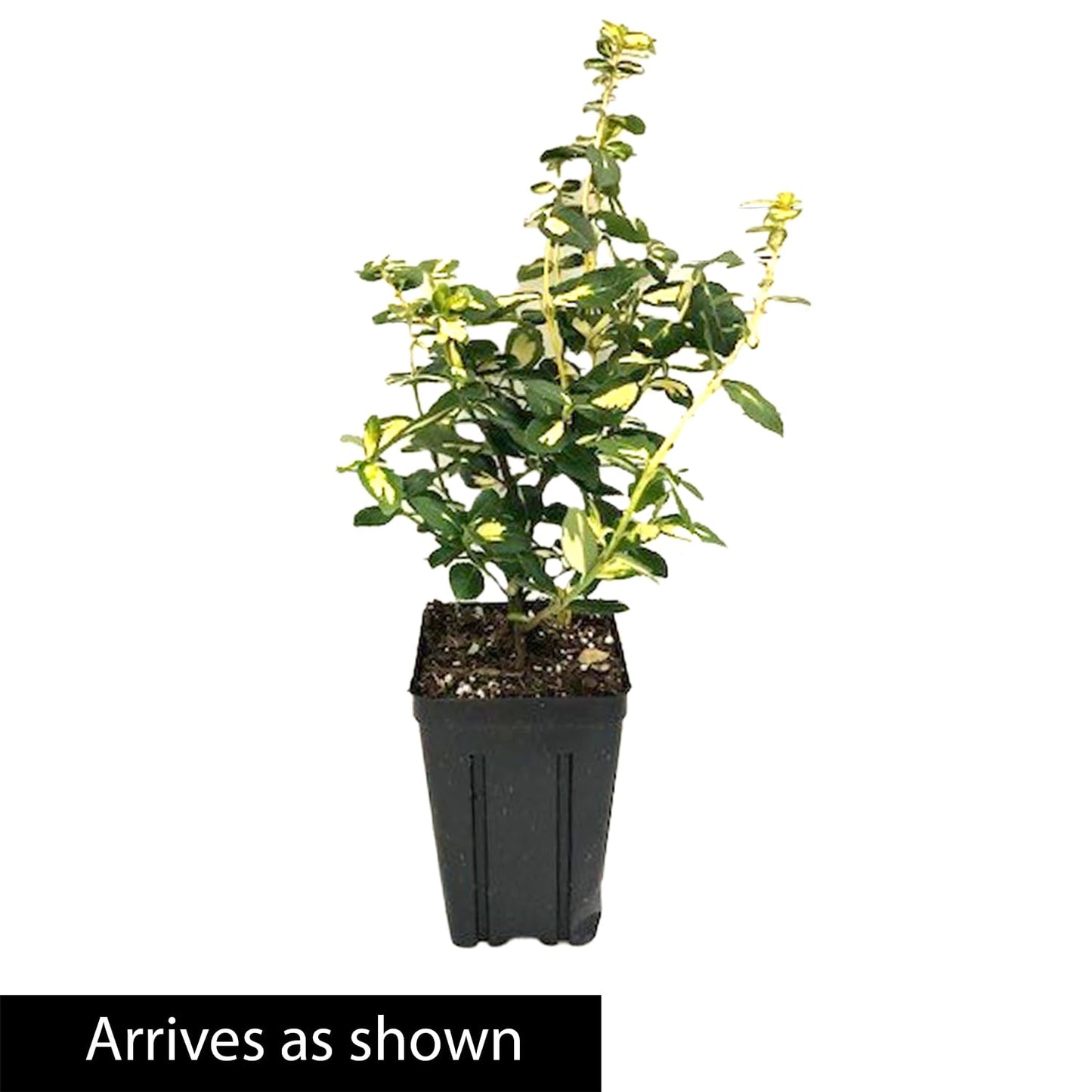 GARDENS ALIVE! - Moonshadow Euonymus Dormant Bare Root Broadleaf Evergreen Groundcover Starter Shrub, One Plant per Offer - Due to restrictions Can't Ship to Maryland or Indiana