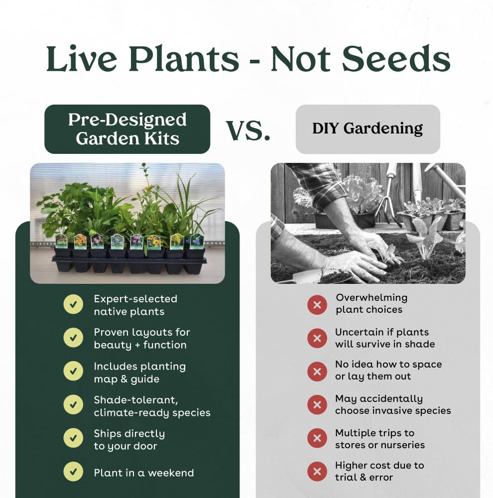 Narrowleaf Milkweed 6 Live Plants (Asclepias fascicularis) – California Native Wildflower for Outdoor Gardens, Monarch Butterfly Host Plant, Drought Tolerant Pollinator Friendly Landscaping