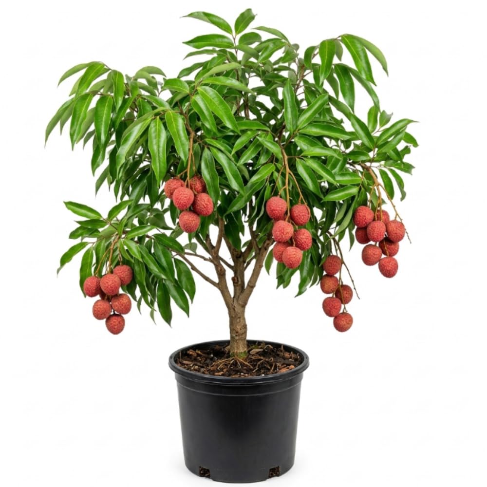 Lychee Tree Live Plant, 3 Gallon Pot, Grafted Lychee Tree, 3-4 Ft Tall Tropical Sweet Litchi Fruits Plant, No Ship to CA