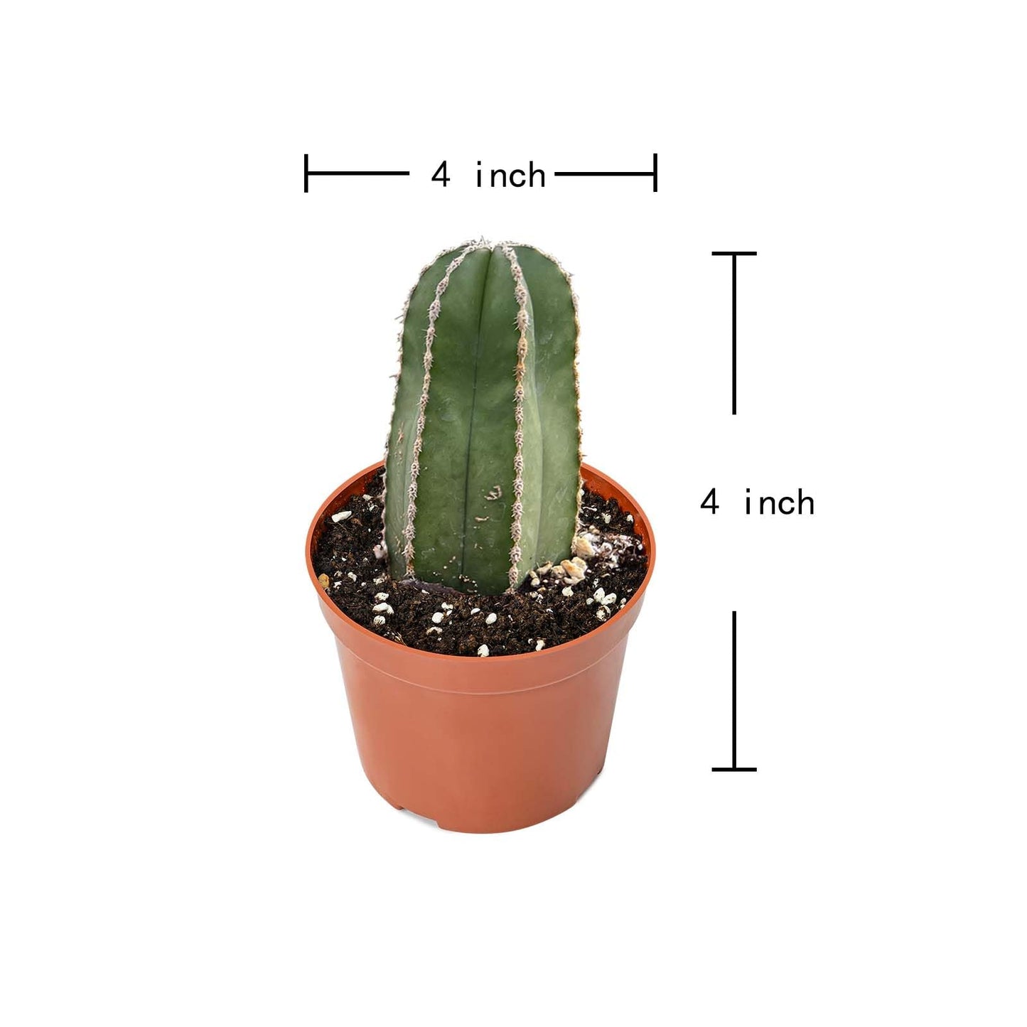 Live Succulents Mexican Fence Post Cactus (4-inch), Succulent Plants Fully Rooted in Pots with Soil, Easy-Care House Plant for DIY, Home Office Decor, Wedding Party Favor