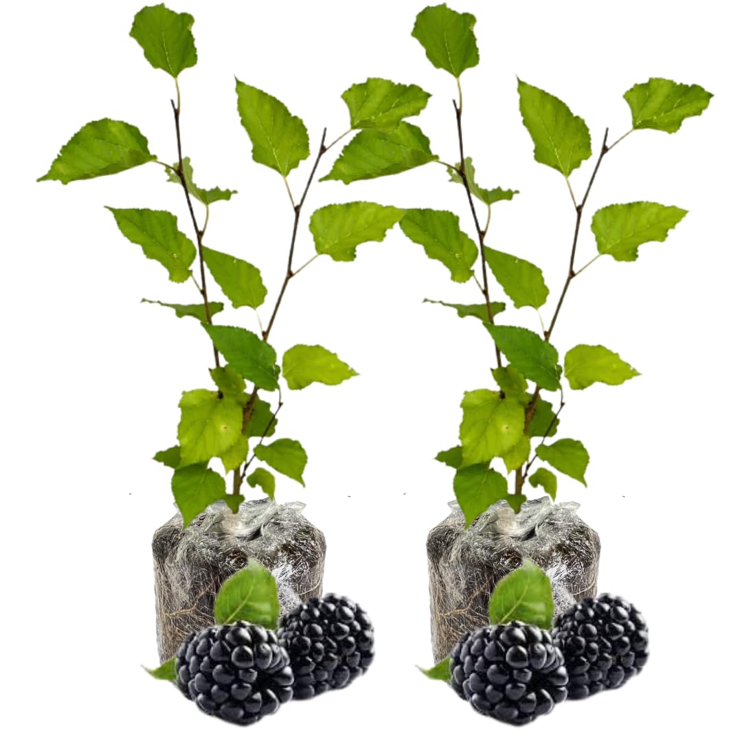 Pack 2 Mulberry Tree Live Plant for Growing 5 to 8 Inch Tall, Everbearing Mulberry Bush Live Plant, Mulberry Plant Live Home Garden (Dwarf Mulberry)