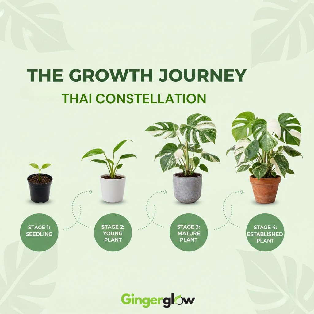 Monstera Thai Constellation Live Plant 4 Inch Tall | Variegated Monstera Plant Live | Tropical Indoor Houseplant for Shelf, Desk or Living Space