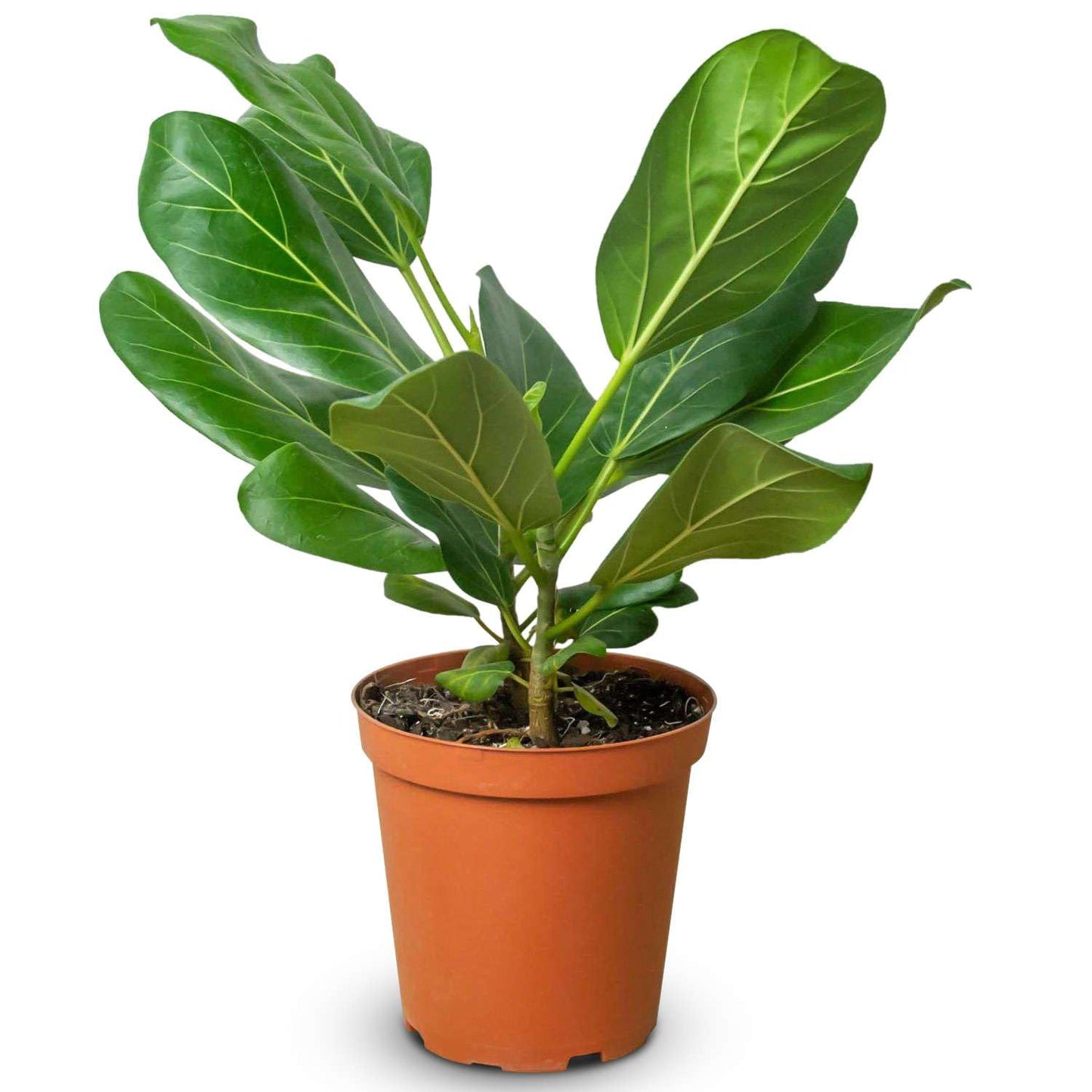Ficus Elastica Audrey Live Plant for Indoor | Different Houseplants in 4'' & 6'' Pot | Real House Plant for Living Room, Office, Desk & Bathroom | Ficus Elastica Audrey