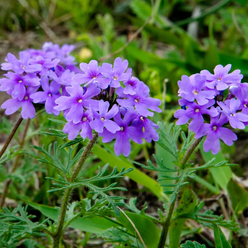 2 Lavender Verbena Live Plants, Trailing Verbena Plants for Planting Outdoor, Perennial Ground Cover Flowers 4-7 Inches