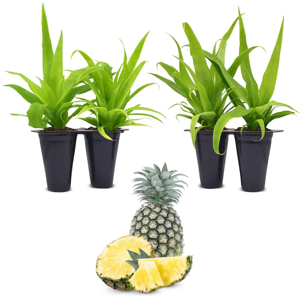 Pineapple Plant White Jade (4 Pack) | Grow Your own Food on Your Edible Organic Garden | Easy to Grow Plants | Edible Fruit Plant for Sustainable Living | Live for Planting |