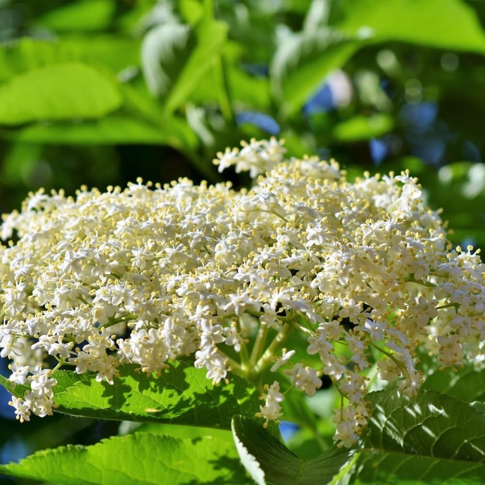 3 Black Elderberry Plants Live, 6-12 Inch Tall, American Elderberry Bush Live Plant, Sweet Elderberries Fruit