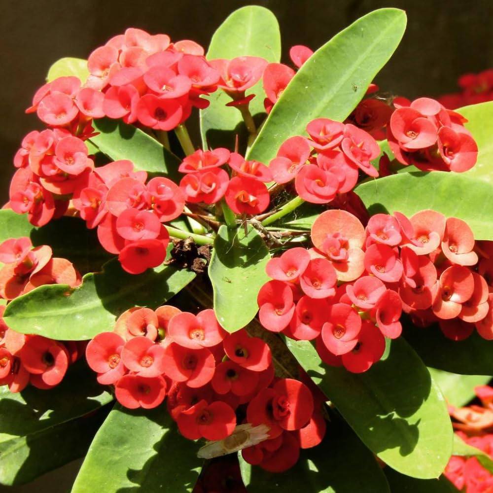 Red Crown of Thorns Live Plant in 4 Inch Pot, Euphorbia Milii Live Plants, Red Flower, 4-7 Inches Tall for Indoor Outdoor Planting