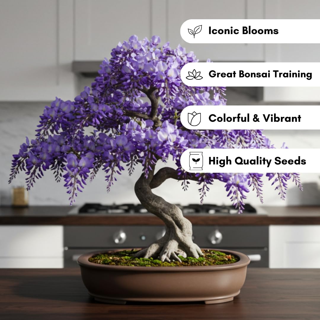 Chinese Wisteria Bonsai Tree Seedling for Planting - 1 Year Old Well Rooted Seedling - Fast-Growing Ornamental Tree with Violet-Purple Flowers and Fragrant Sweet Scent