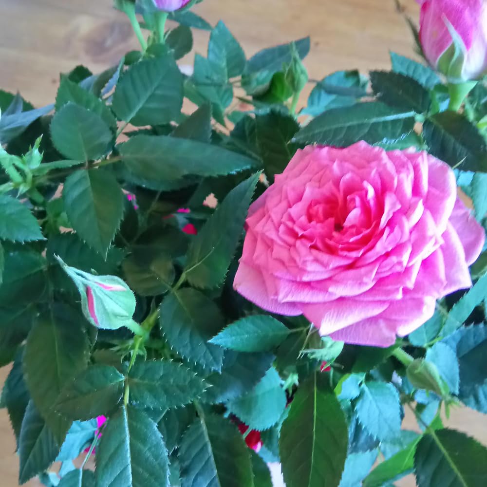 Ornamental Rose Live Plant, Everblooming Roses Flowers, in Pot, Indoor Outdoor Home Garden (Pink Miniature Rose)