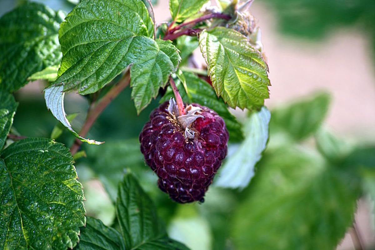 Pack 2 Raspberry Plants Live for Planting, Cold Hardy Raspberry Trees Live Plants, 4 to 9 Inches Tall, Sweet Berry Fruits Seedlings (Purple Thornless Raspberry)