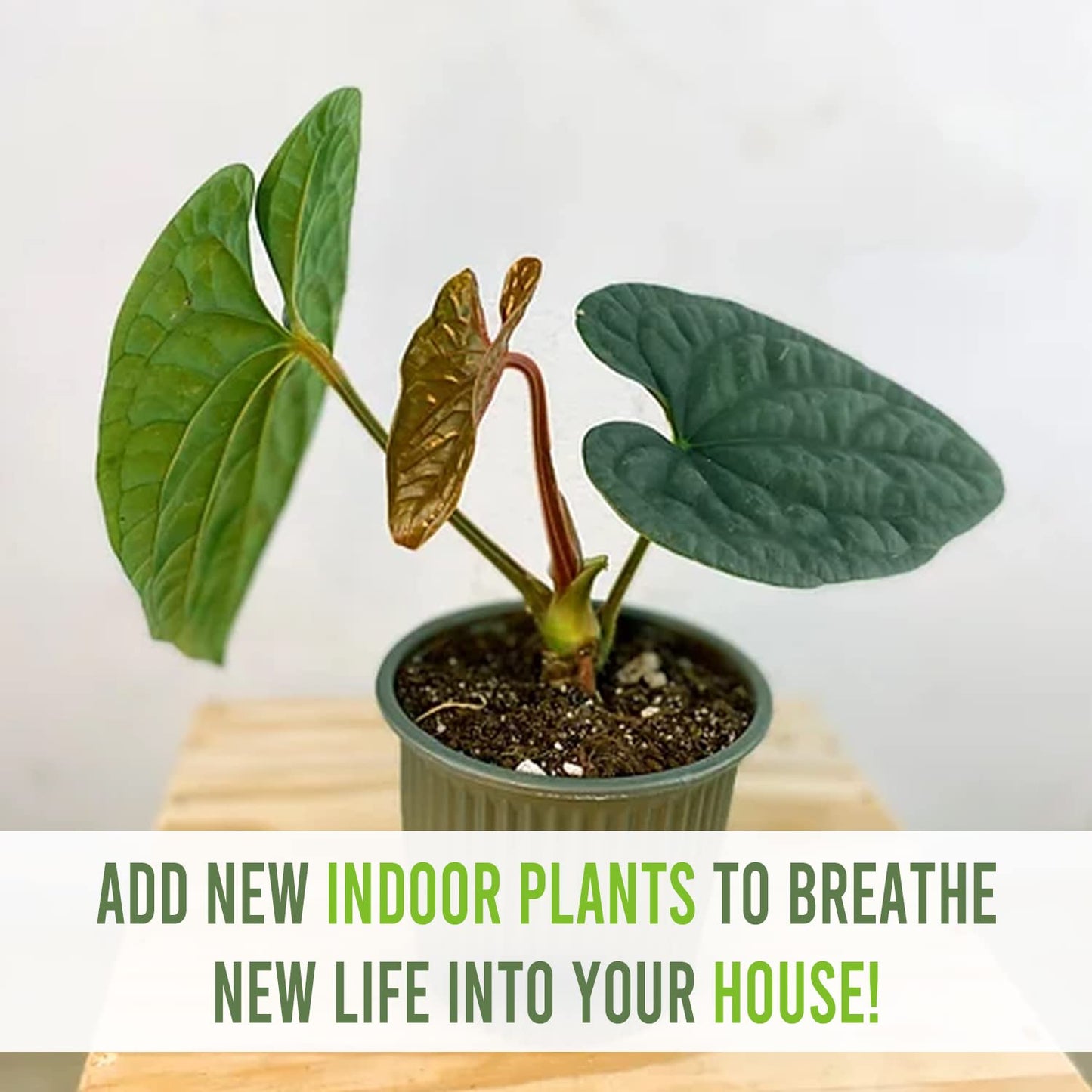 LEAL PLANTS ECUADOR Anthurium Luxurian | Exotic Green Indoor House Plant | Rare Anthurium for Living Rooms | Stunning Crystallinum Houseplant | Low-Maintenance Tropical Plants