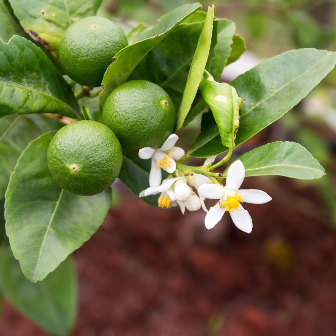 Seedless Lime Plant Live, Lime Fruit Tree, 3 Feet Tall in 5 Gallon Pot for Indoor or Outdoor
