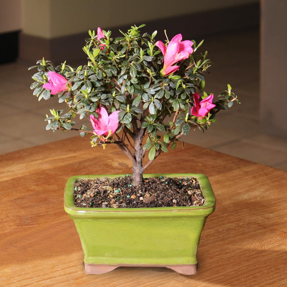 Brussel's Bonsai - Live Satsuki Azalea Flowering Bonsai Tree in Ceramic Bonsai Pot, Outdoor Bonsai Tree Live Plant, 5 Years Old, 5-8 Inches Tall, Easy Care Plant for Patio Garden (Small)
