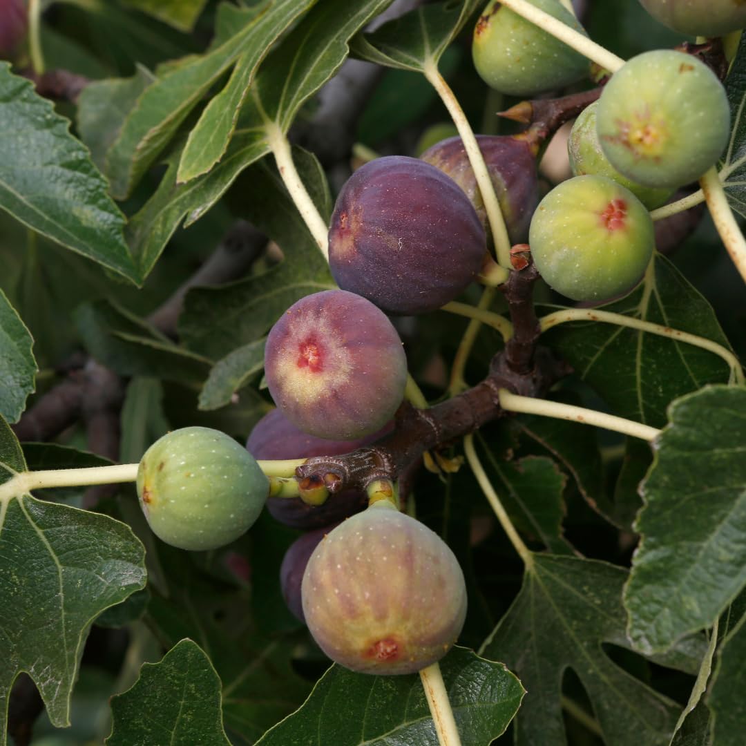 Fig Tree Live Plant, 1 Gallon Pot, Sweet Edible Fruit, Ready to Grow, Suitable for Gardens and Outdoor Planting, No Ship to CA (Black)