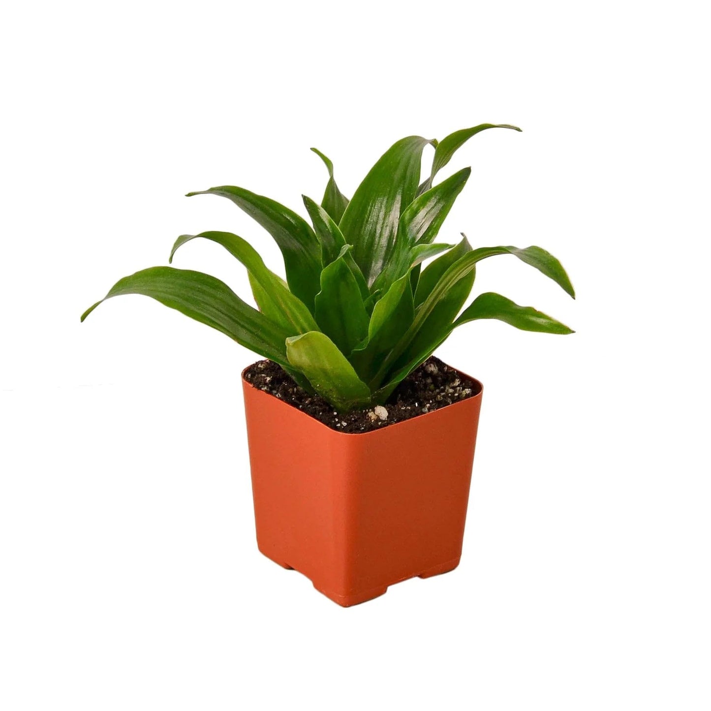 8 Pack Dracaena 'Janet Craig' in 3in Pot - Live Plants Tropical Houseplants | Variegated | USA Growers | The Snobby Leaf