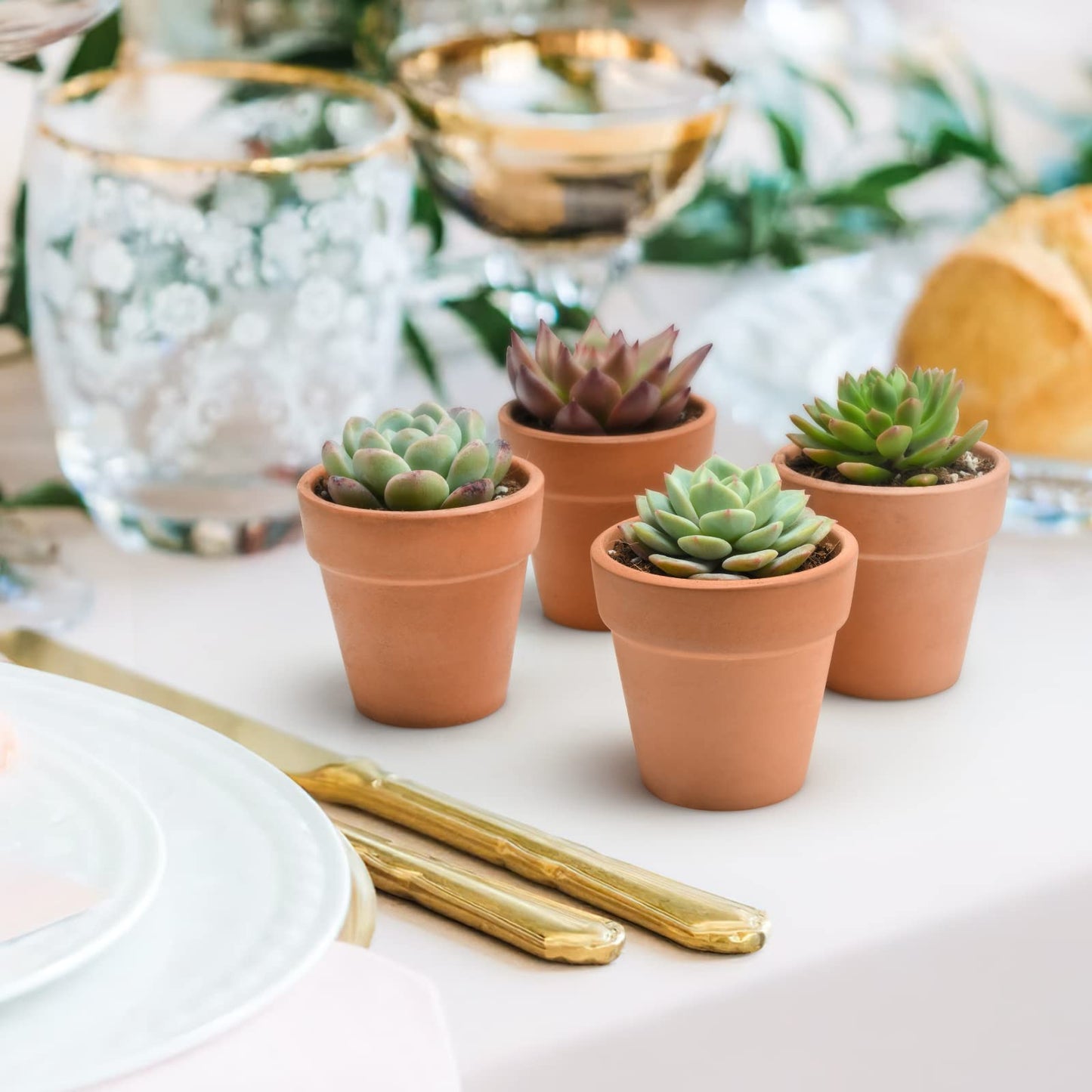 Succulent Plants (4 Pack), Live Succulents Fully Rooted in 2" Grower Pots, Unique Potted House Plant for DIY, Home Decor, Wedding Party Favor (Common Varieties)