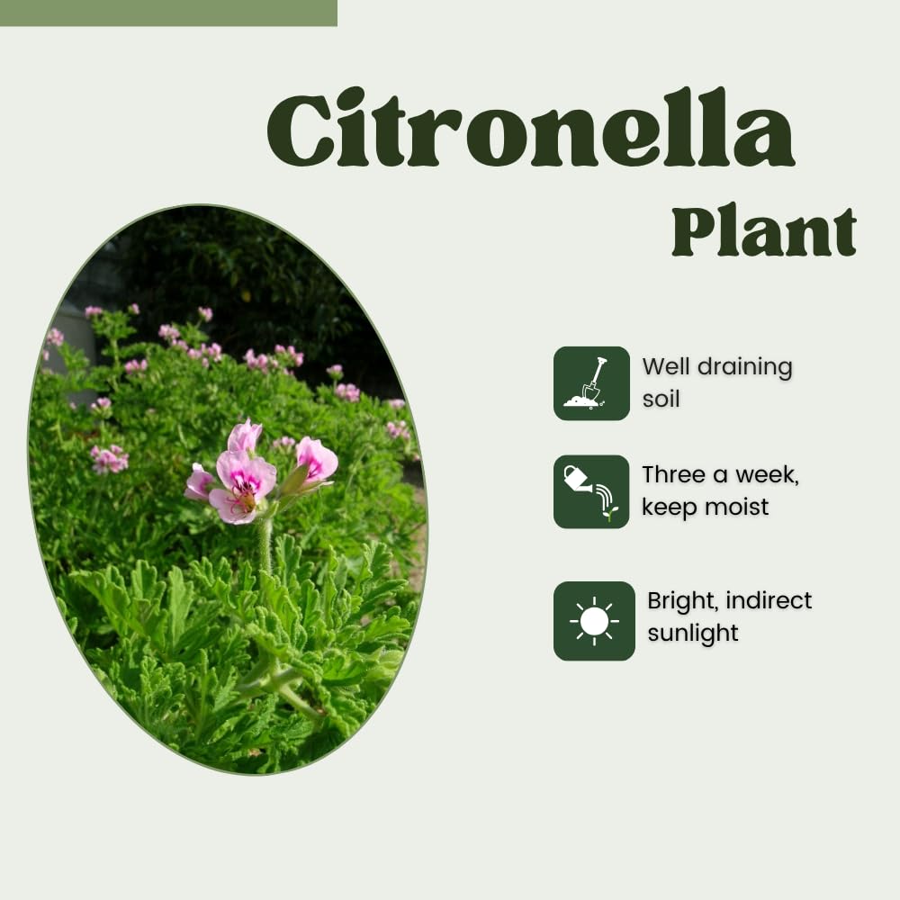 Set 2 Citronella Live Plants 4-7 Inches, Fragrant Citronella Geranium for Growing Outdoor Garden
