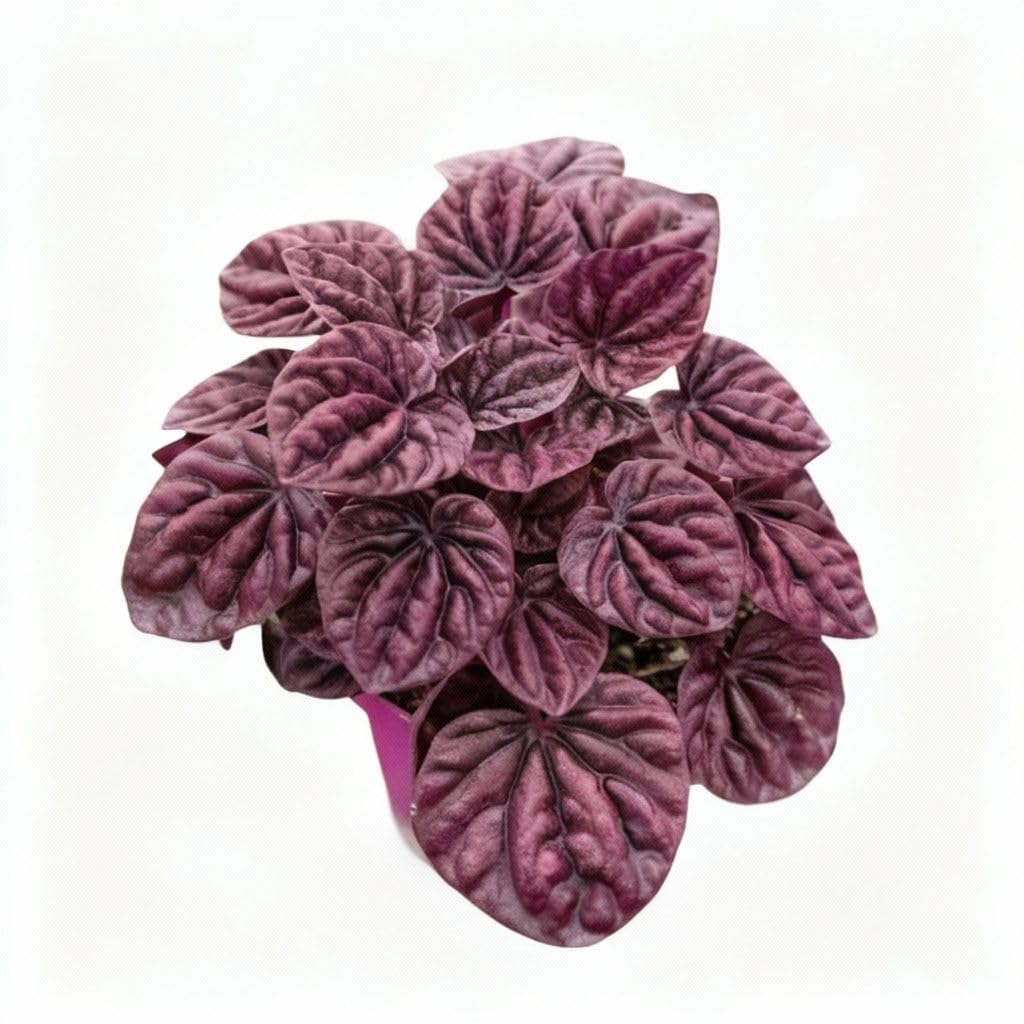 Peperomia 'Ripple Red' in 4in Pot - Live Plants Tropical Houseplants | Variegated | USA Growers | The Snobby Leaf
