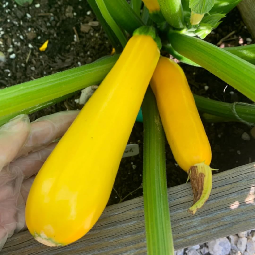 2 Yellow Zucchini Plants Seedlings, 4 to 6 Inches Tall, Squash Live Plant Vegetable Plants for Growing Outside