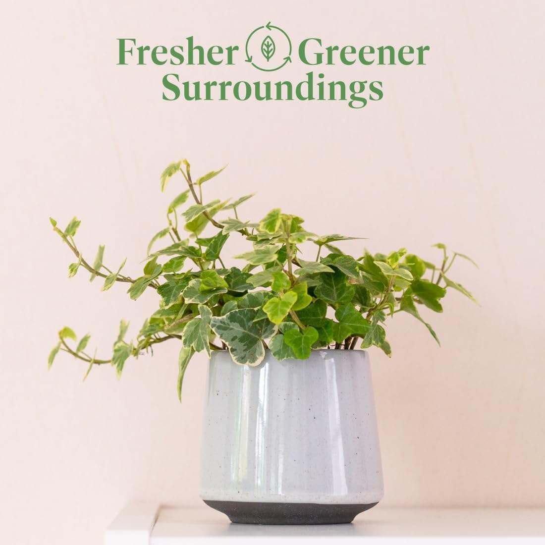 American Plant Exchange English Ivy Variegated – 4-Inch Pot – Live Easy Care Vining Houseplant, Elegant Trailing Foliage for Home, Office, or Garden Decor
