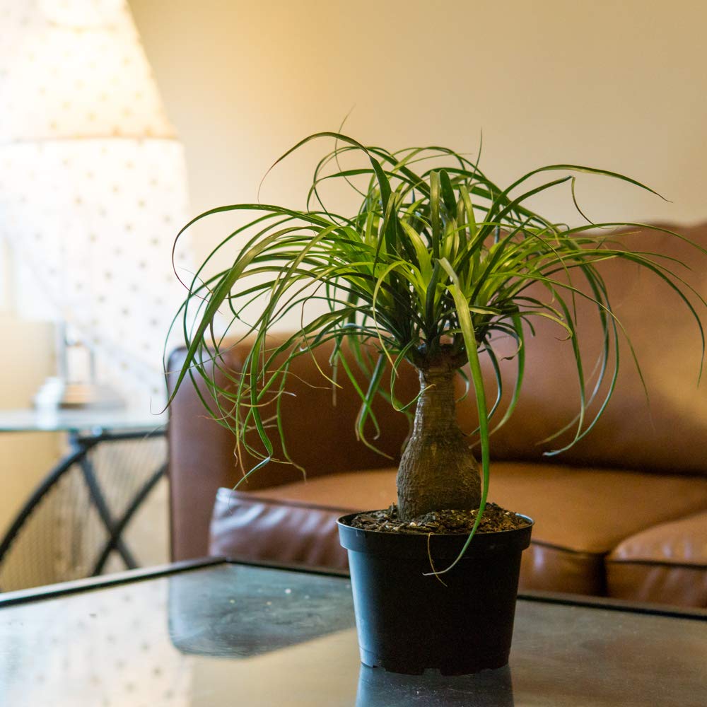Perfect Plants Ponytail Palm | Beaucarnea Recurvata | 10in Tall | Easy Care Houseplant | Perfect for Bright Light Conditions, 6 in Grower's Pot, | Air Purifying