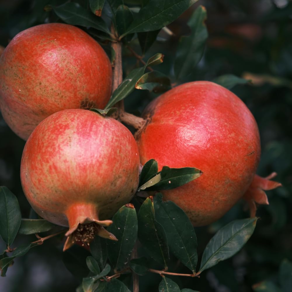 Pomegranate Tree Live Plant, Sweet Fruit 2–3 Ft Tall in 3 Gallon Pot, Cold Hardy Outdoor Garden Tree, No Ship to CA
