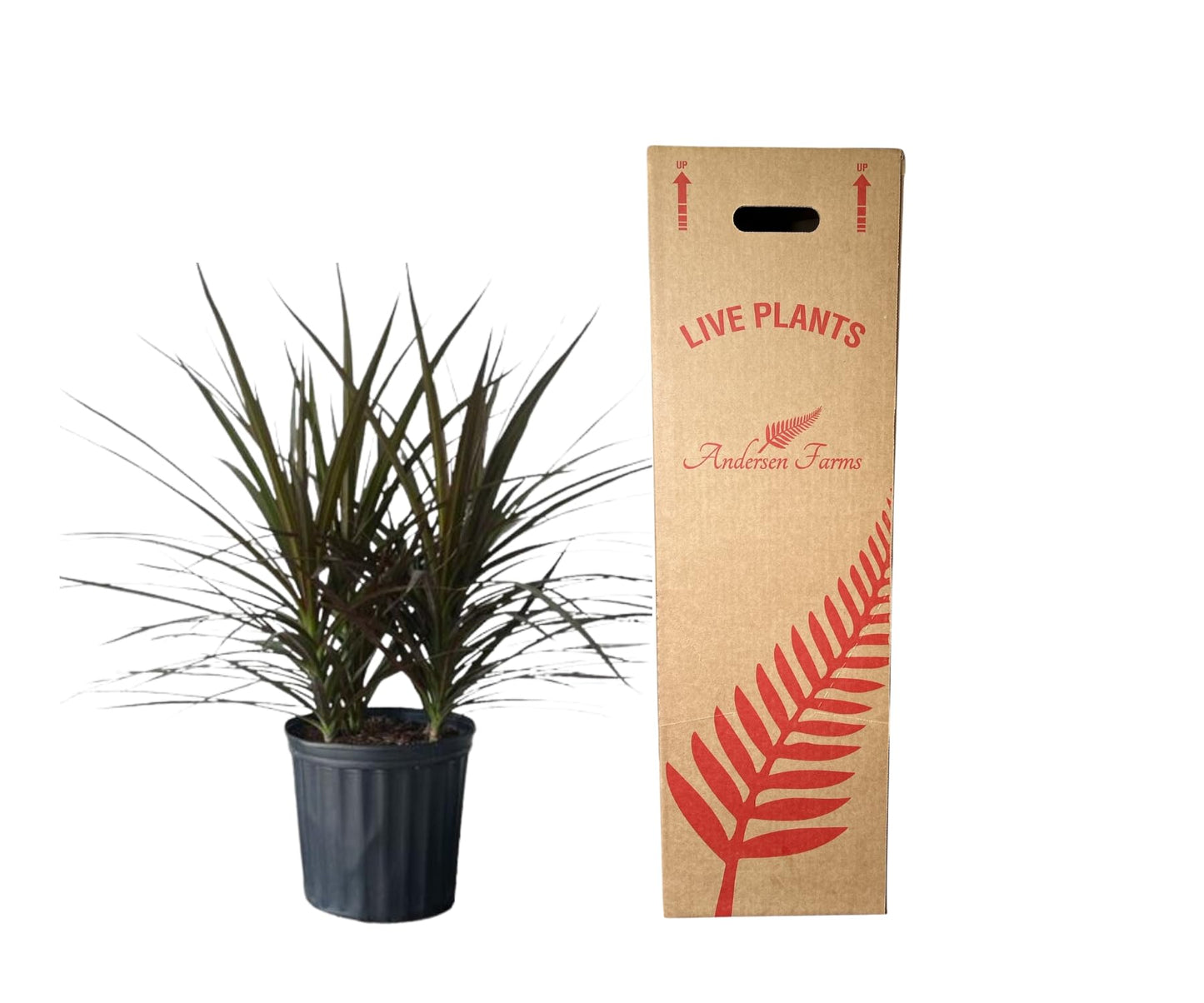 Andersen Farms Dracaena Marginata Magenta – 10 Inches Grower Pot – Live Indoor/Outdoor Tropical Plant – Air Purifying, Vibrant Magenta Leaves, Easy Care Home and Office Houseplant