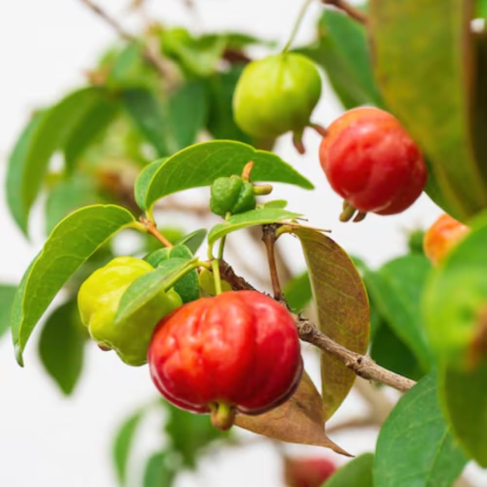 Cherry Tree Live Plant, Sweet Cherries Fruit Tree 4-8'' Tall, Tropical Fruit Trees for Planting Outdoor (Surinam Cherry Tree)