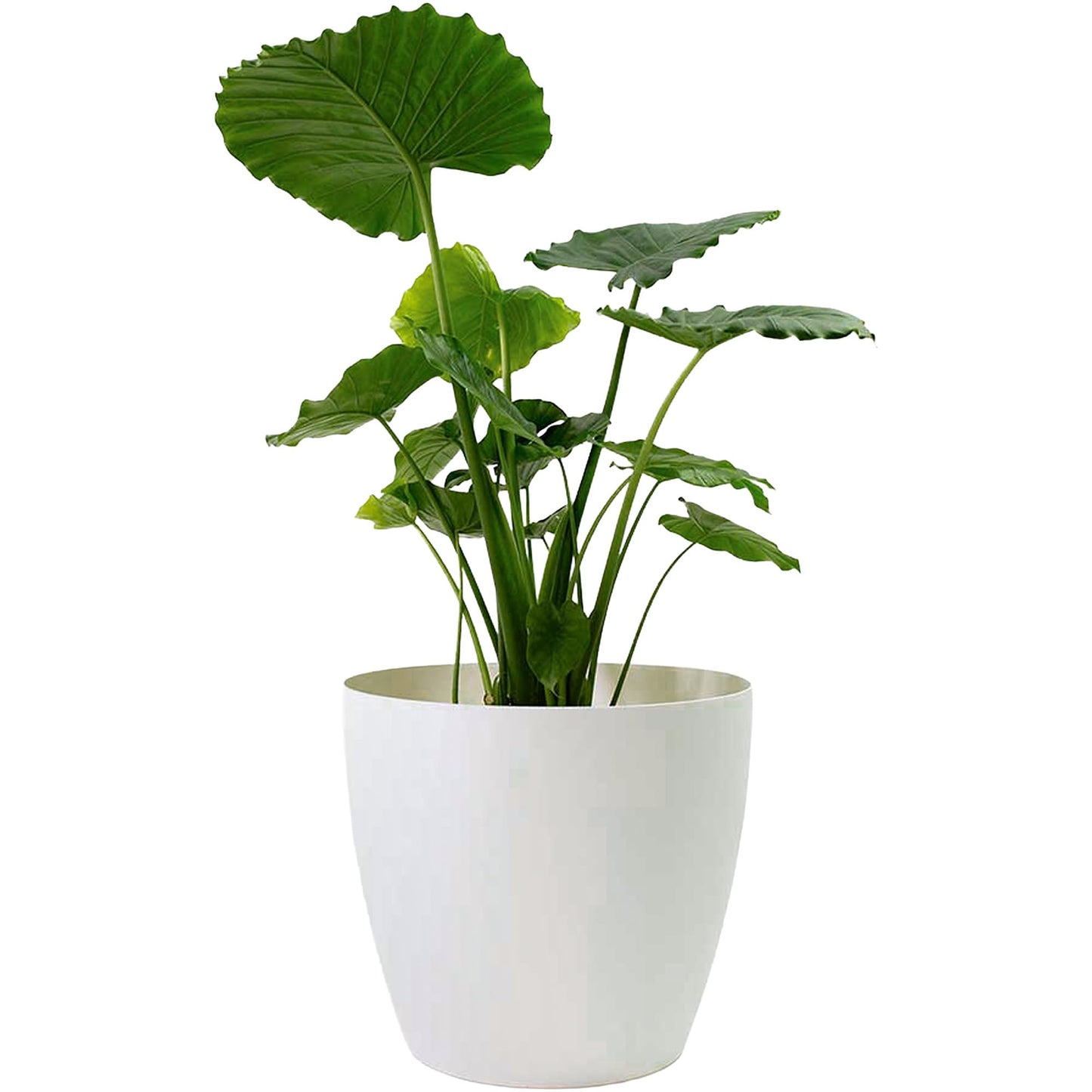 Greenline Manufacturing Memphis 15" Round Indoor Floor Planter Pot – Lightweight & Durable Plastic, Modern Design, Made in USA, Recyclable Large Plant Container for Home & Office Décor (White)