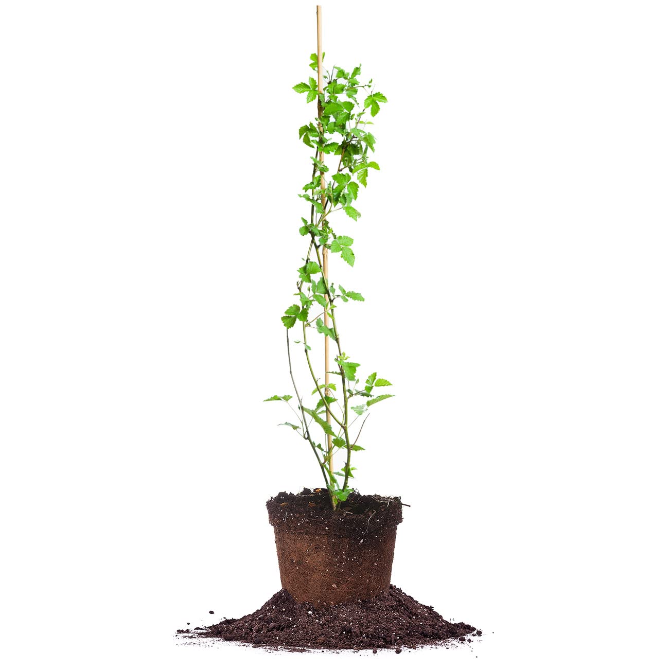 PERFECT PLANTS Perfect Plants Arapaho BlackBerry Bush 3 Gallon | Live Fruit Trees for Outdoor Planting | Self Fertile Blackberries & Thornless for Easy Picking | Sweet & Healthy Black Berries
