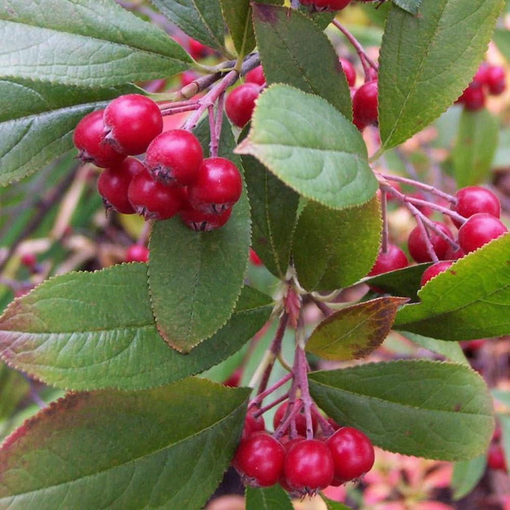 Red Chokeberry Live Plant, 4-7 Inch Tall Potted Aronia Shrub, Hardy Berry Plant for Garden, Landscape, and Container Growing