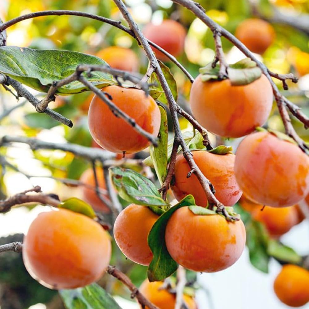 American Persimmon Tree Live Plant, 1 Year Old Persimmon Ready to Plant, Hardy Persimmon Fruit Plant in Quart Pot