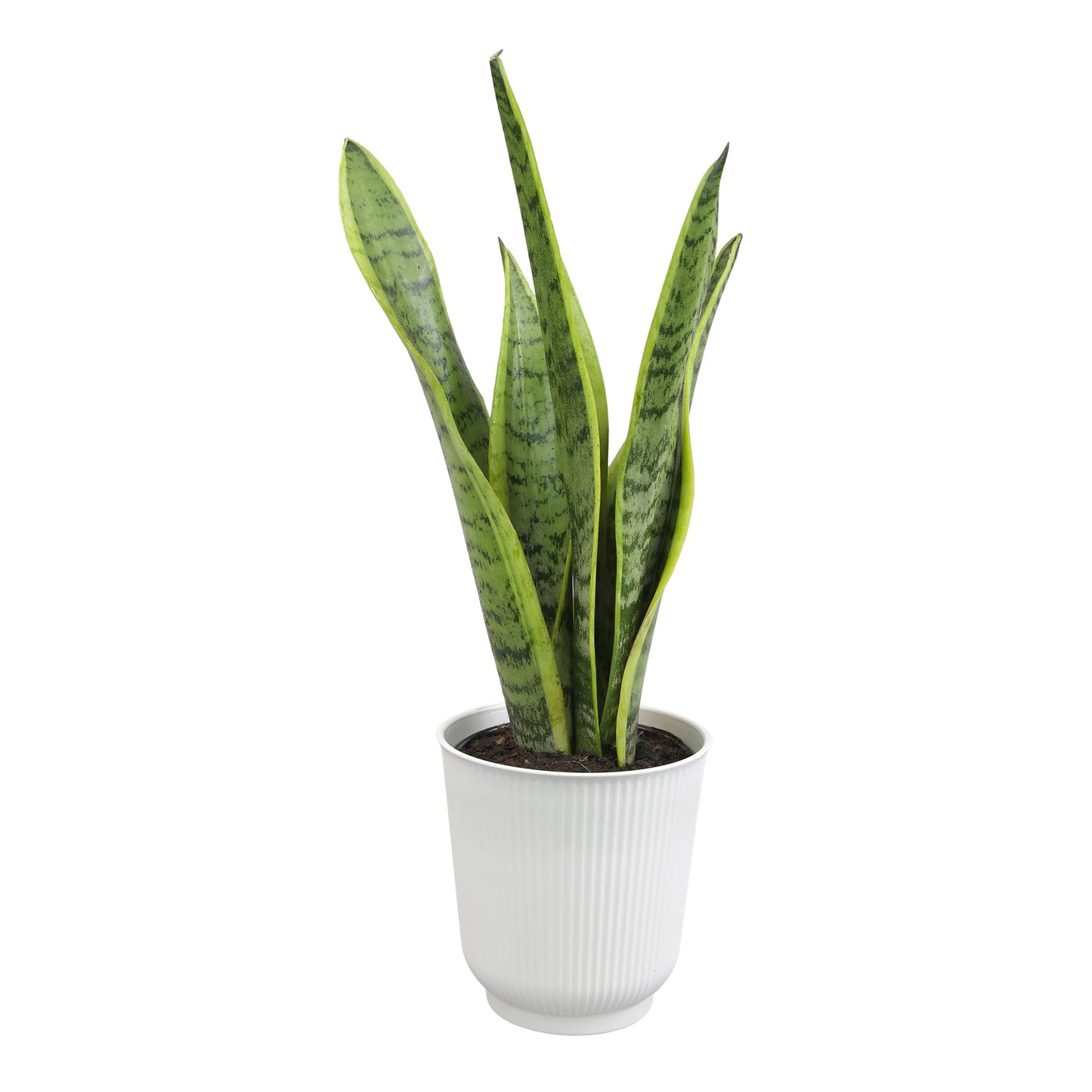 Altman Plants Sansevieria Laurentii Snake Plants (Approx. 10" Tall) in White Planter, Variegated Snake Plant Decor, Easy Plant Gift & Desk Plant, Live Snake Plant Live Indoor with Pot, Air Purifying