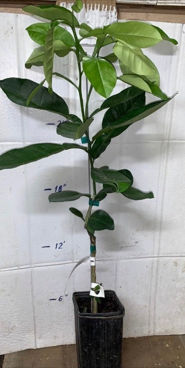 California only! Calamondin Calamansi Semi-Dwarf Tree, 24-36" Tall, grafted