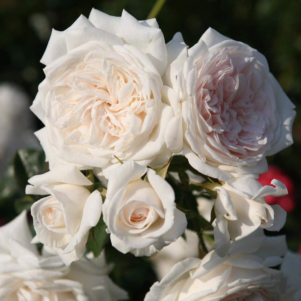 Heirloom Climbing Roses, Live Own Root Plant for Outdoor Garden, Arborose® Honeymoon, Moderately Fragrant, Hardiness Zones 5-9, Repeat Blooming