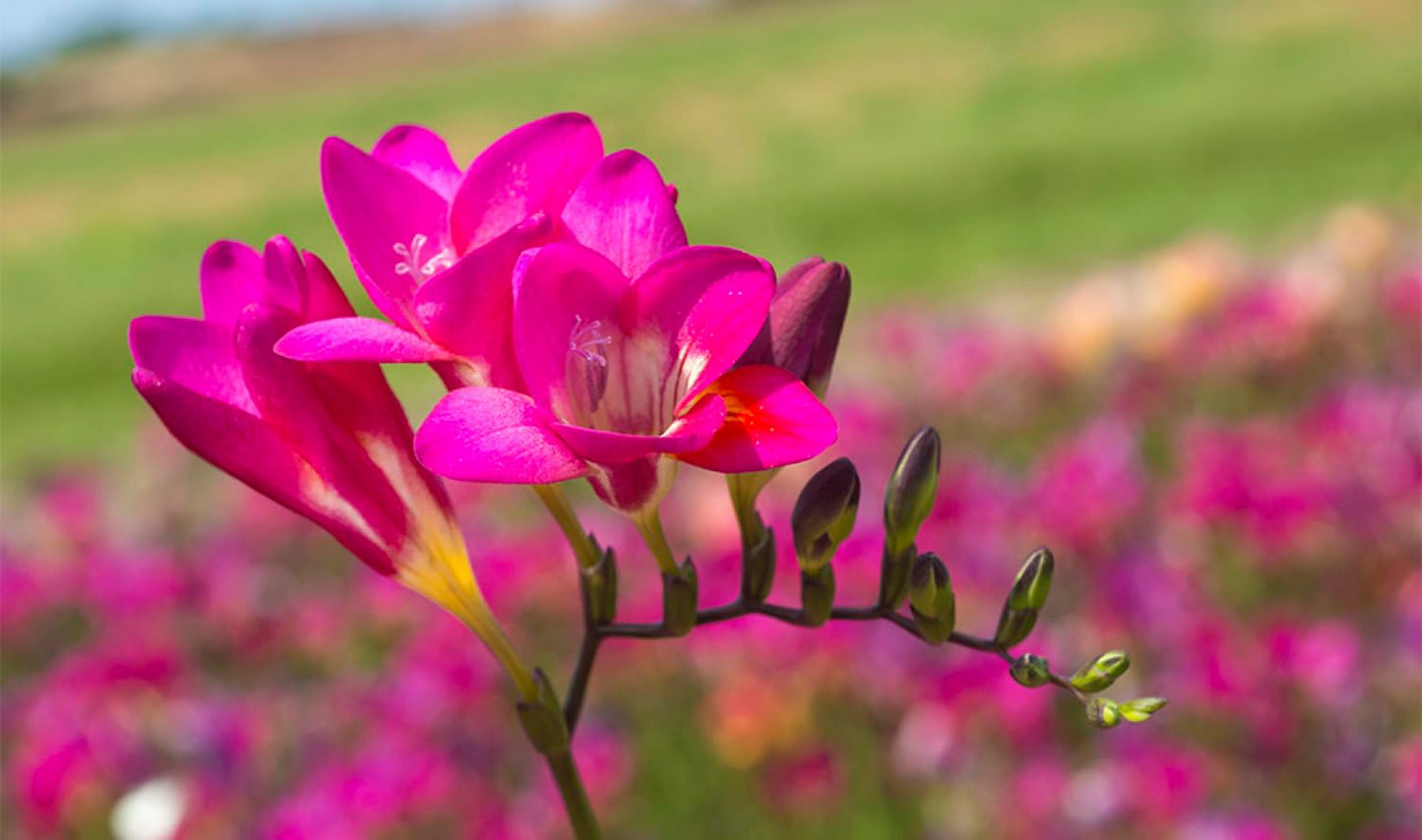 BRECK'S - Multi-Color Flowering Cool Breeze Freesia Blend Dormant Bare Root Summer Flowering Bulb Mixture, 20 Bulbs per Offer