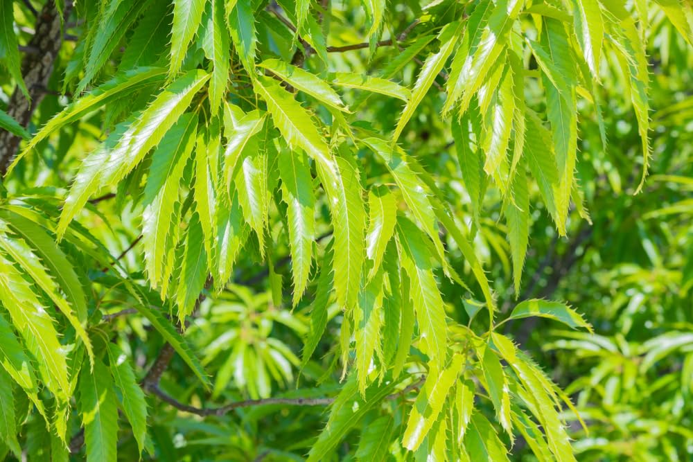 Sawtooth Oak Tree Seedling (6–12") – Fast-Growing Shade Tree with Wildlife Appeal (2 Seedlings)
