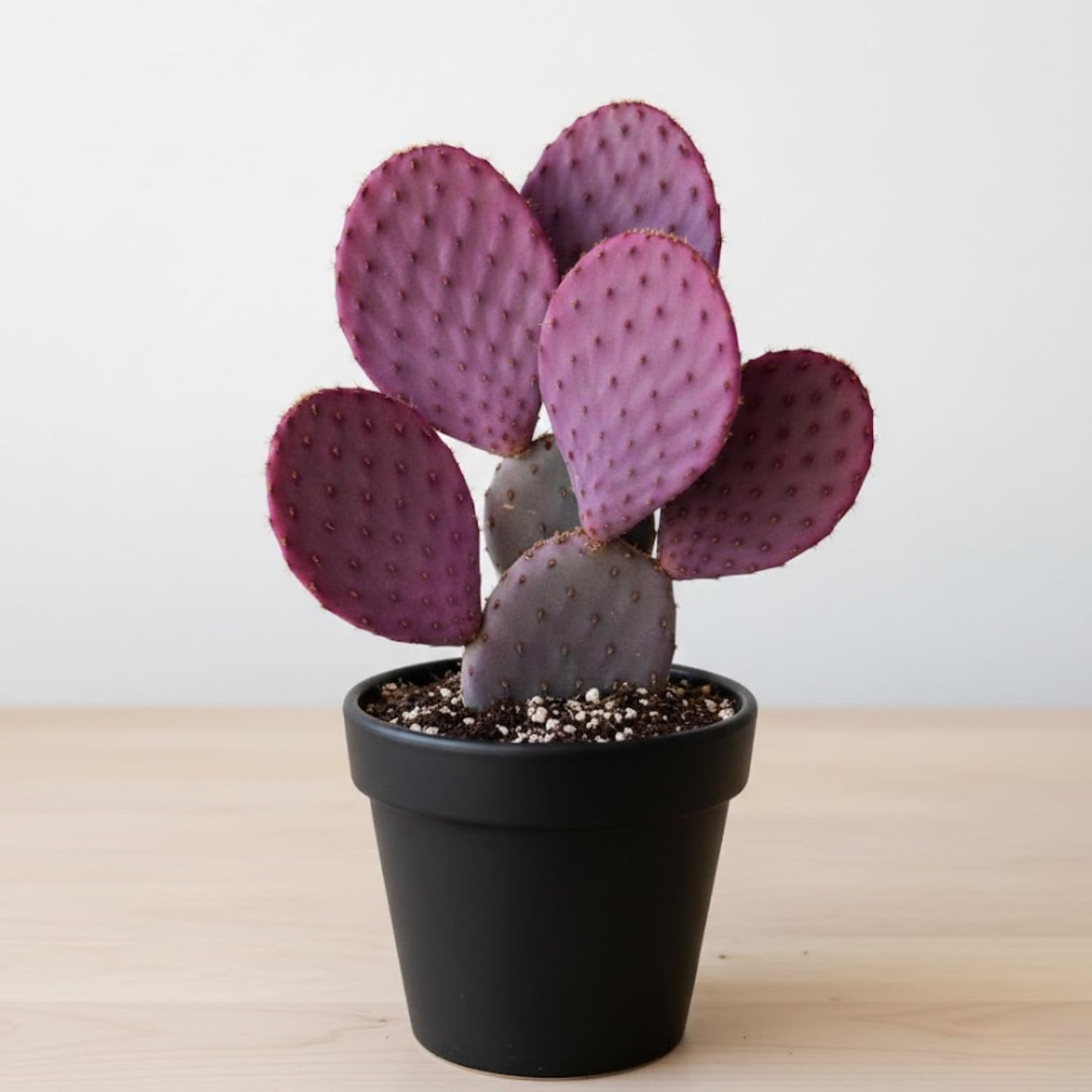 Purple Prickly Pear Cactus Live Plant, Rare Cactus Plants 6-8 Inches, Hardy, Low-Maintenance Plant for Indoors and Outdoors