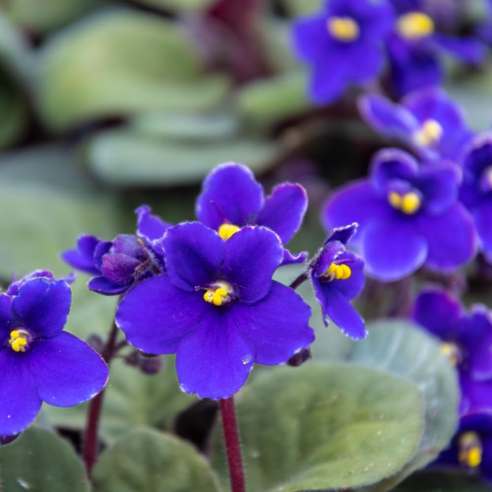 Blue African Violets Live Plants, African Violet Plant, 4 Inc Pot
