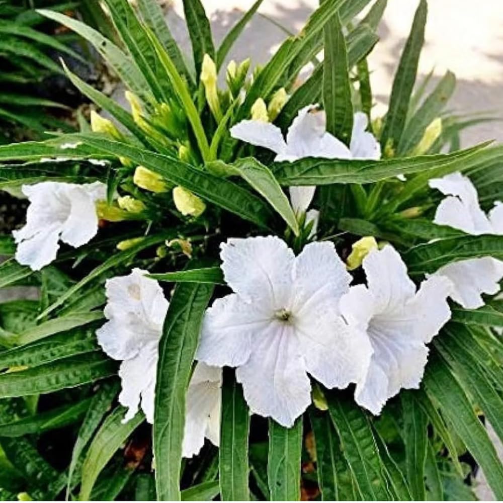 3 Mix Mexican Petunia Live Plants, Pink Petunia Flowers Seedlings, Petunias Live Plants, 4-8" Tall