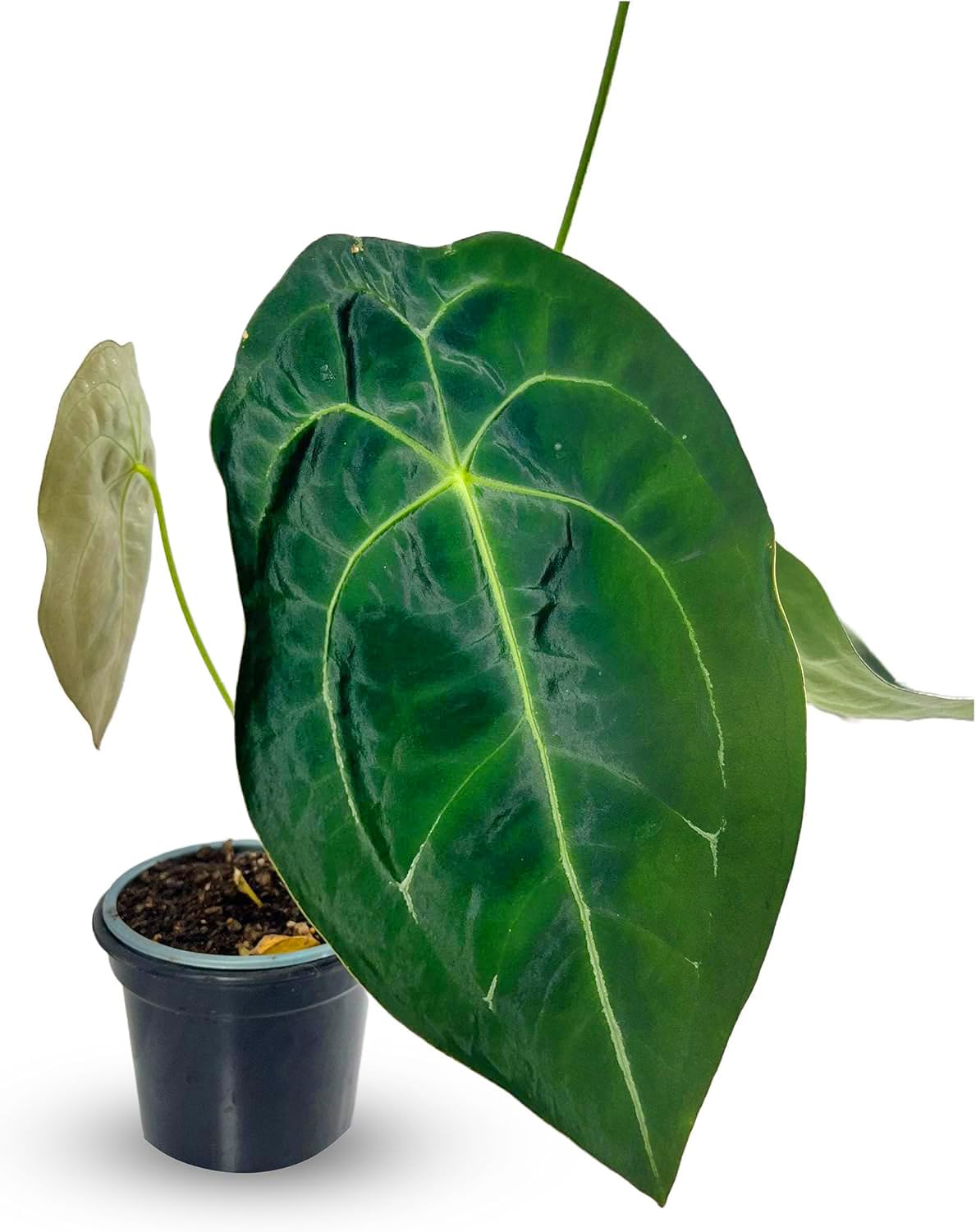 LEAL PLANTS ECUADOR Anthurium Forgetii Unique Dark Live Plant | Low Light Indoor Houseplant | Exotic Aroid for Home Decor
