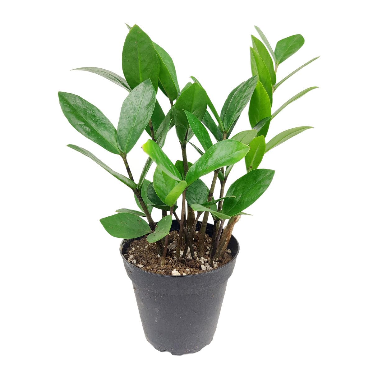 ZZ Plant (4 inch) - Lucky Houseplants - 4/6 inch Unique Live Decorative Houseplants - Easy to Care Indoor Plants, Perfect for Office, Home & Feng Shui Decor