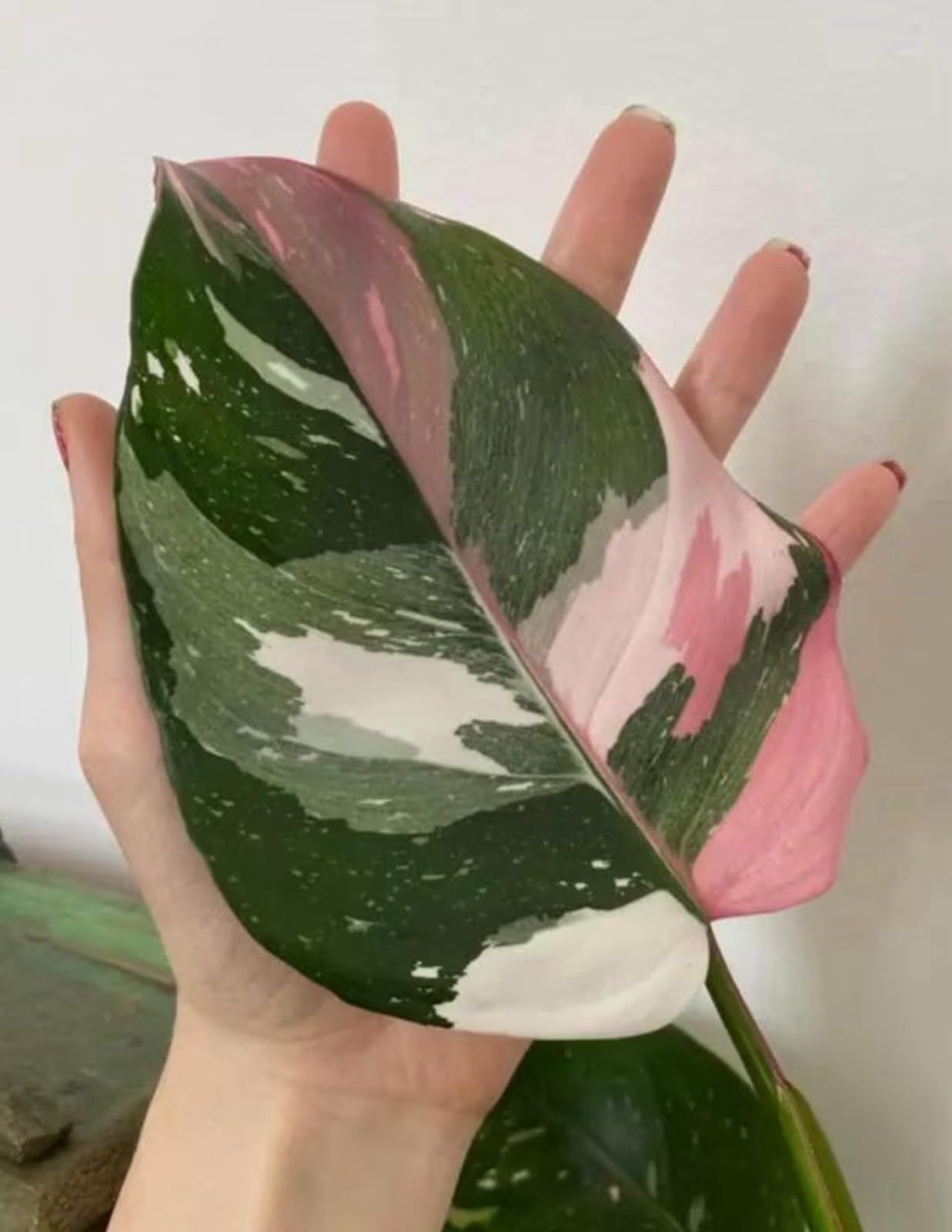 Live Plant - White Princess Pink Tricolor Half Moon Philodendron-Small Rooted Starter Plant