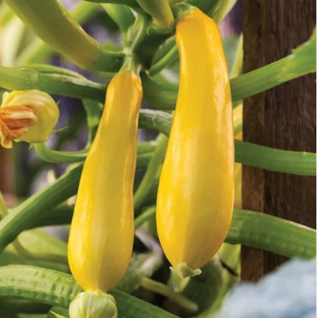 2 Yellow Zucchini Plants Live for Planting, 4 Inc Pot, Vegetable Squash Live Plant, Gardening Squash Plant Live, Yellow