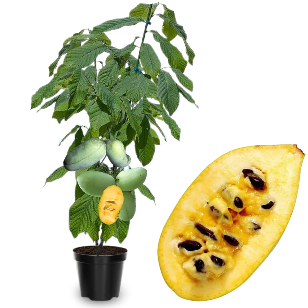 2 Common Pawpaw Trees Live Plants Size 1 Year Old, Potted 6-12" Tall Dormant Paw Paw Seedling Plants, Well Rooted, Ornamental Fruit Asimina Triloba