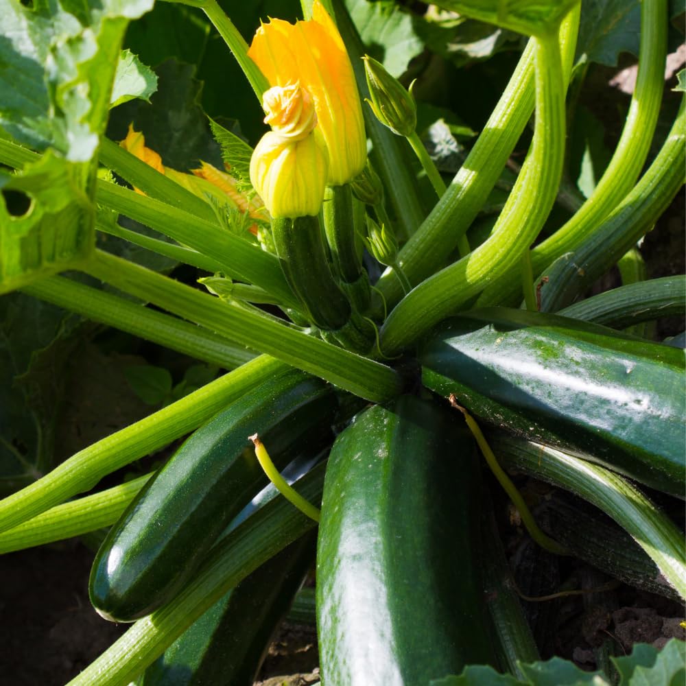 2 Squash Plants, Green Squash Zucchini Plant Live in Pot, Live Green Squash Plant, Live Squash Seedlings, Squash Zucchini Plant Live for Planting Outdoor Garden, Live Zucchini Plant Vegetable Squash