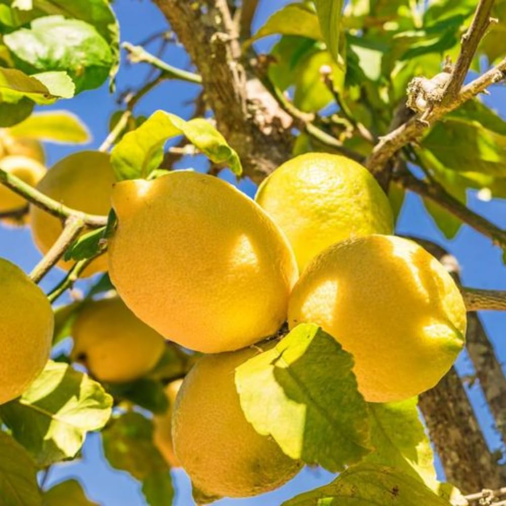 2 Meyer Lemon Tree Live Plants in 4'' Pot, Hardy Meyer Lemon Tree, Tropical Fruit Tree for Indoor and Outdoor Planting, Fragrant Citrus Plants, Well-Rooted, 3-5 Inches Tall