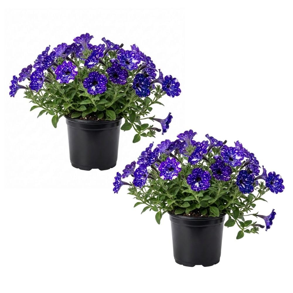 Set 2 Petunias Plants Live, 5-9 Inches Tall, Petunia Flowers Seedlings, Petunias Live Plant for Home Garden, Vibrant Tropical Blooms (Night Sky Petunias)