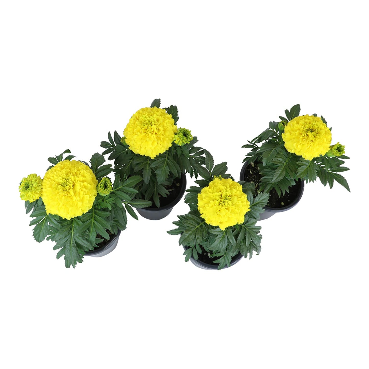 Yellow African Marigold Flower (4 Pack), Outdoor Flowering Plants, Easy Outdoor Gardening, Real Marigolds, Flowers for Garden, Porch & Patio Plants by Plants for Pets