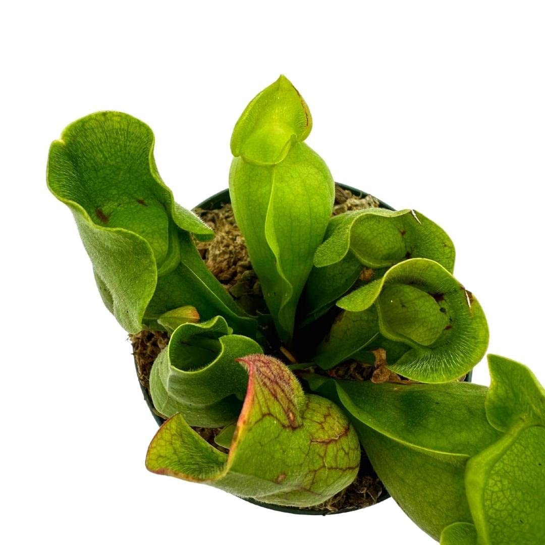 BubbleBlooms Jumbo Sweet Pitcher Plant, in a 3 Inch Pot, Carnivorous Plant, Sarracenia pitcherplant